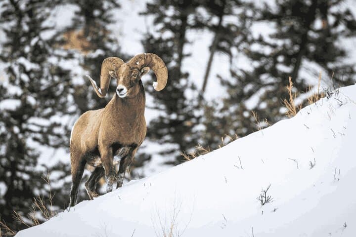 Banff Highlights & Wildlife | Award-Winning Small Group Adventure