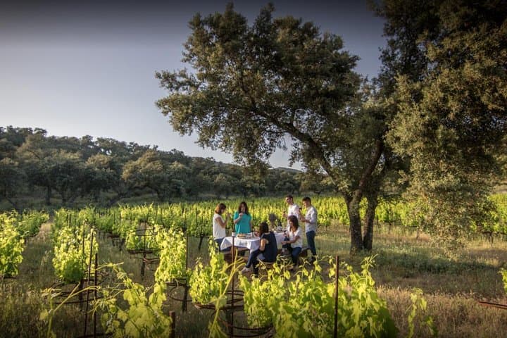 Ronda Private Full Day Wine Tour