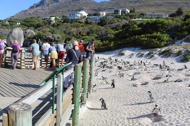 Cape of Good Hope Penguins From Cape Town Excl Entry Fees Tour