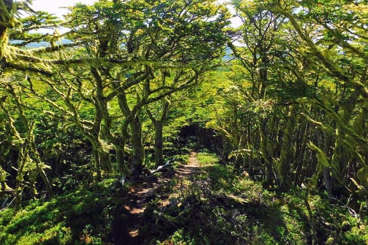 Magallanes National Reserve Hiking from Punta Arenas