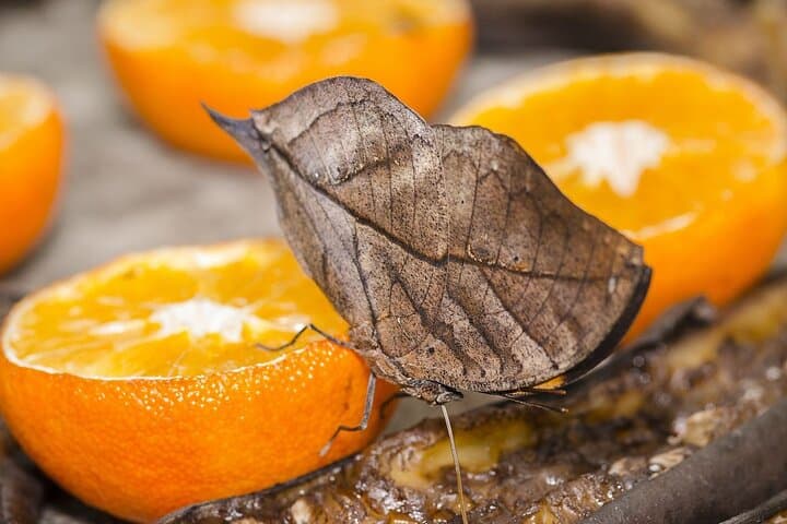 Butterfly Sanctuary and Lunch Experience with Transport