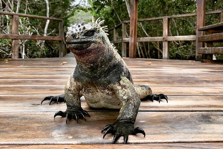 5-Day Galapagos Island Hopping Tour: Los Tuneles and Isabela