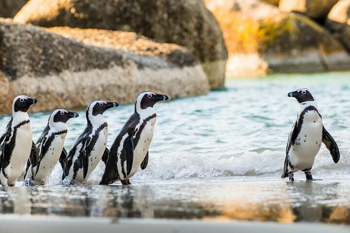 Cape Town: 4 Day Tour Combo Including entrance fees