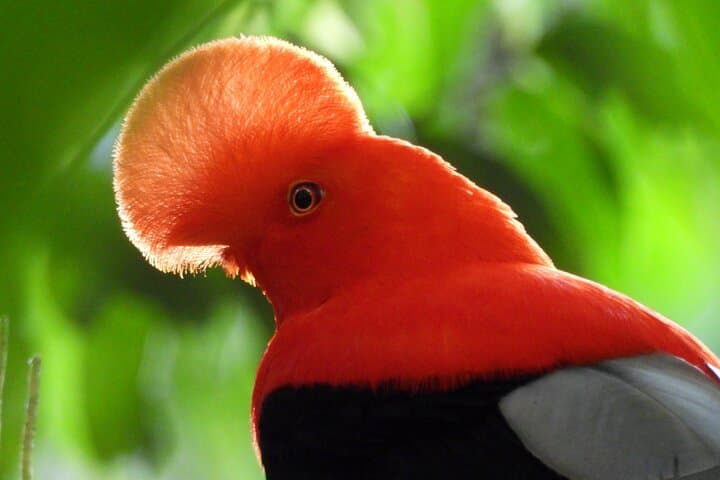 Cock of the Rock Birdwatching in Jardin with Professional Guide