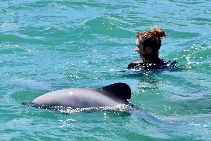 Swimming with Wild Dolphins in Akaroa