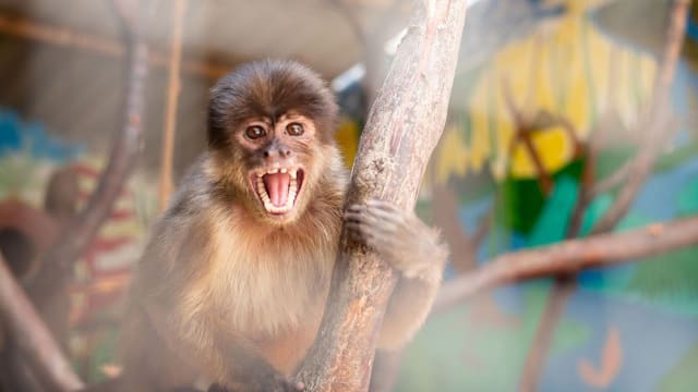 Endangered Animal Sanctuary in Peru