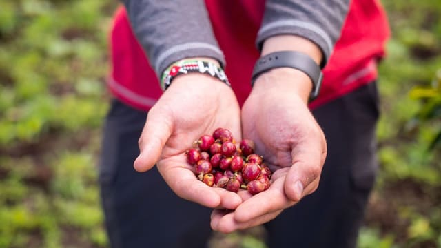 Environmental Conservation in Tanzania