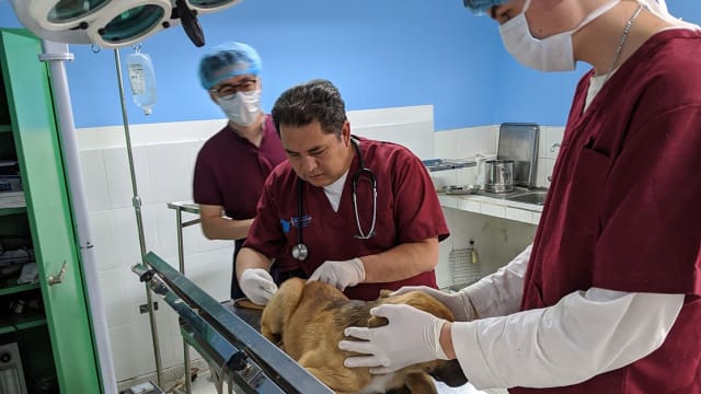 Veterinary Dog Clinic in Peru